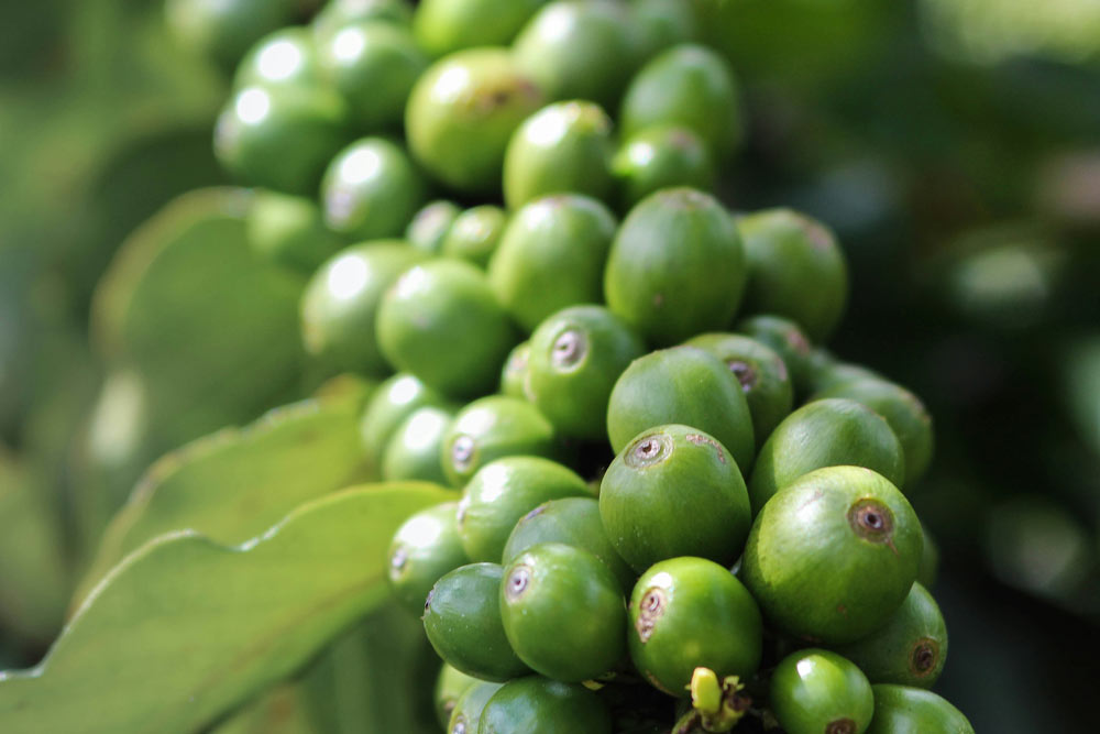 Coffee Bean Origins: Discover the Unique Traits of Coffee Beans